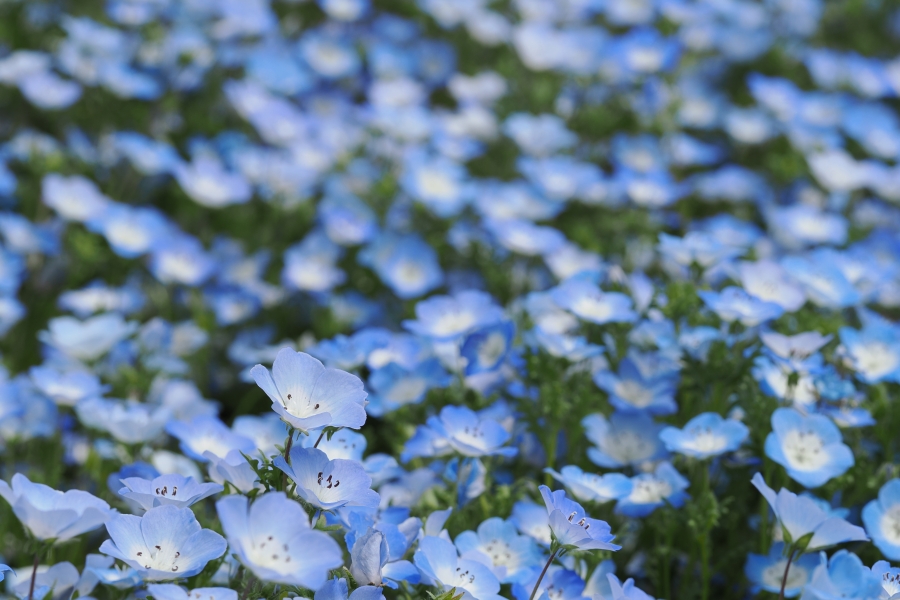 OM SYSTEM OM-1 Mark II + M.ZUIKO DIGITAL ED 60mm F2.8 Macro