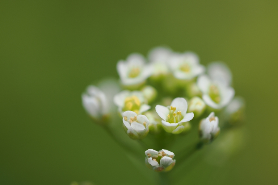 OM SYSTEM OM-1 Mark II + M.ZUIKO DIGITAL ED 60mm F2.8 Macro