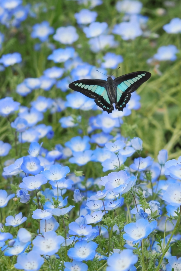 OM SYSTEM OM-1 Mark II + M.ZUIKO DIGITAL ED 60mm F2.8 Macro