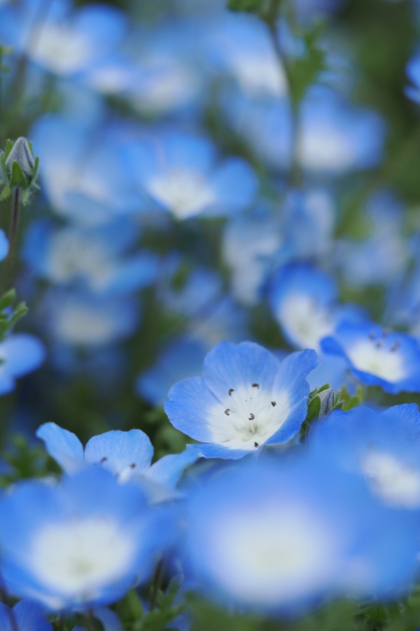 OM SYSTEM OM-1 Mark II + M.ZUIKO DIGITAL ED 60mm F2.8 Macro