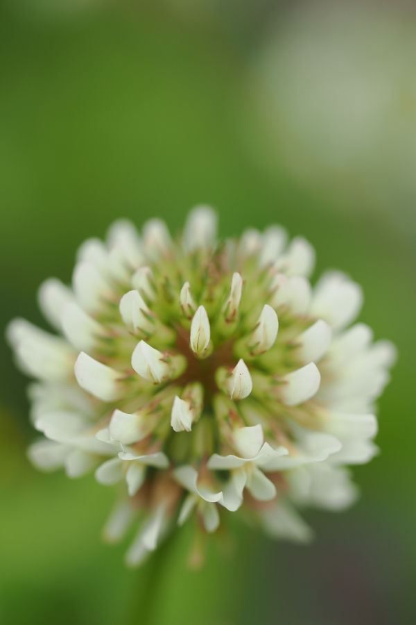 OM SYSTEM OM-1 Mark II + M.ZUIKO DIGITAL ED 60mm F2.8 Macro