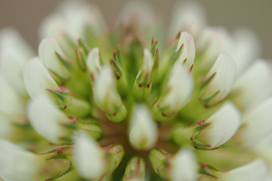 OM SYSTEM OM-1 Mark II + M.ZUIKO DIGITAL ED 60mm F2.8 Macro