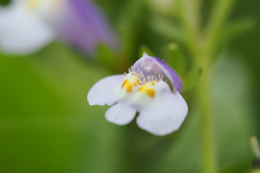 OM SYSTEM OM-1 Mark II + M.ZUIKO DIGITAL ED 60mm F2.8 Macro