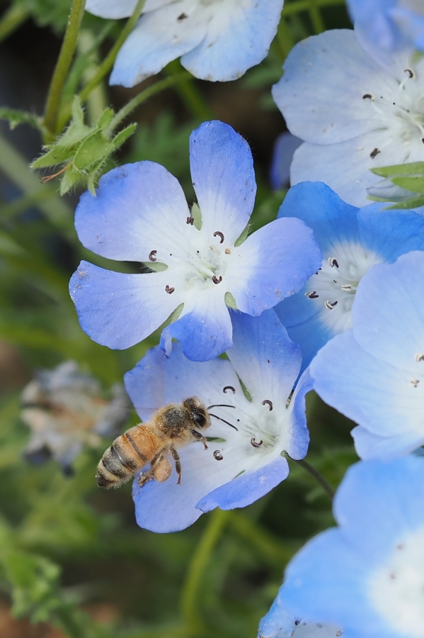 OM SYSTEM OM-1 Mark II + M.ZUIKO DIGITAL ED 60mm F2.8 Macro