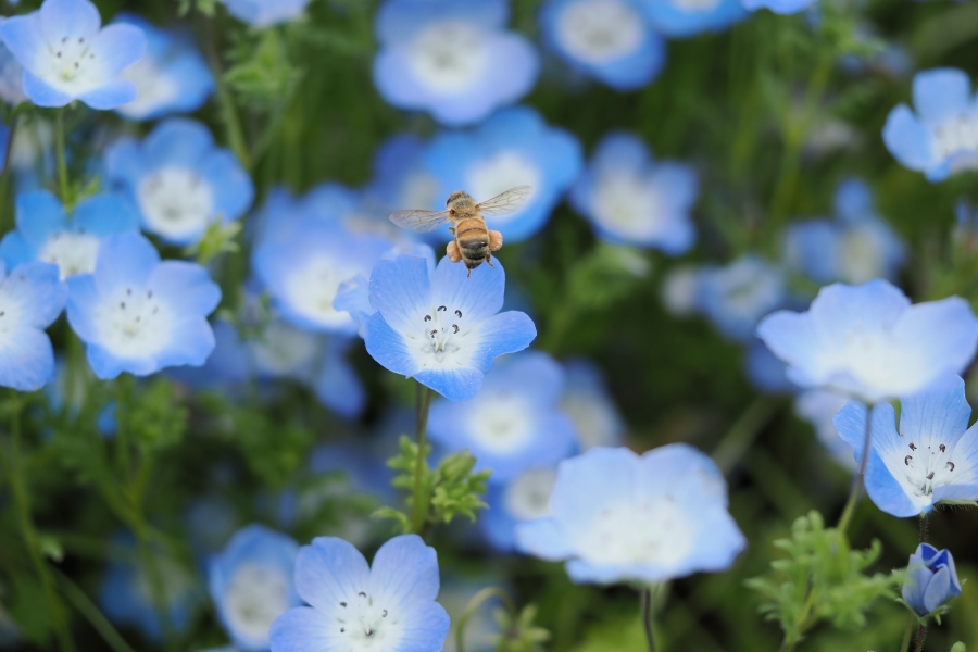 OM SYSTEM OM-1 Mark II + M.ZUIKO DIGITAL ED 60mm F2.8 Macro
