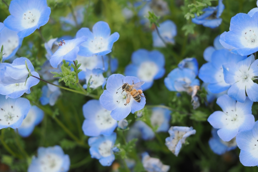 OM SYSTEM OM-1 Mark II + M.ZUIKO DIGITAL ED 60mm F2.8 Macro