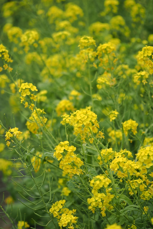 OM SYSTEM OM-1 Mark II + M.ZUIKO DIGITAL ED 60mm F2.8 Macro