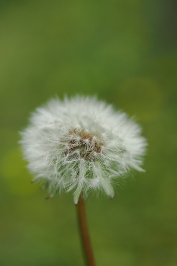 OM SYSTEM OM-1 Mark II + M.ZUIKO DIGITAL ED 60mm F2.8 Macro
