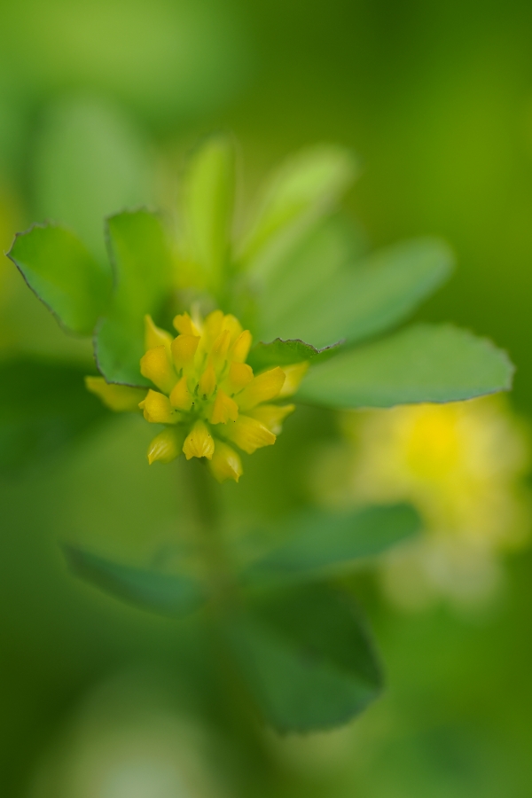 OM SYSTEM OM-1 Mark II + M.ZUIKO DIGITAL ED 60mm F2.8 Macro