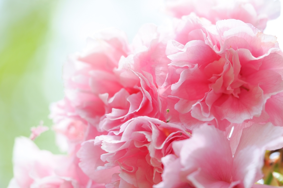 OM SYSTEM OM-1 Mark II + M.ZUIKO DIGITAL ED 60mm F2.8 Macro