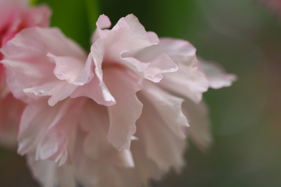 OM SYSTEM OM-1 Mark II + M.ZUIKO DIGITAL ED 60mm F2.8 Macro