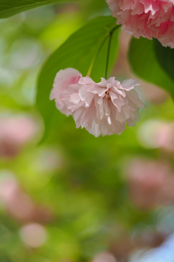 OM SYSTEM OM-1 Mark II + M.ZUIKO DIGITAL ED 60mm F2.8 Macro