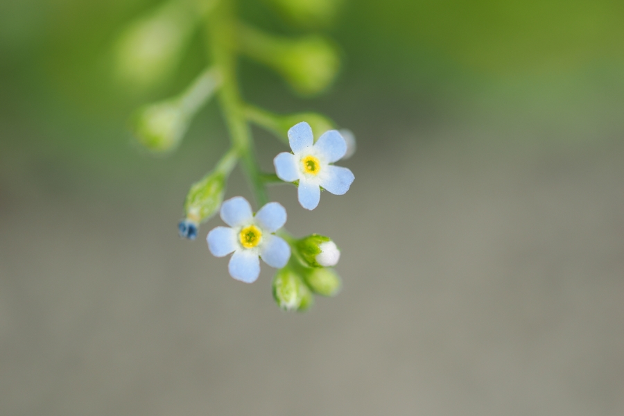 OM SYSTEM OM-1 Mark II + M.ZUIKO DIGITAL ED 60mm F2.8 Macro