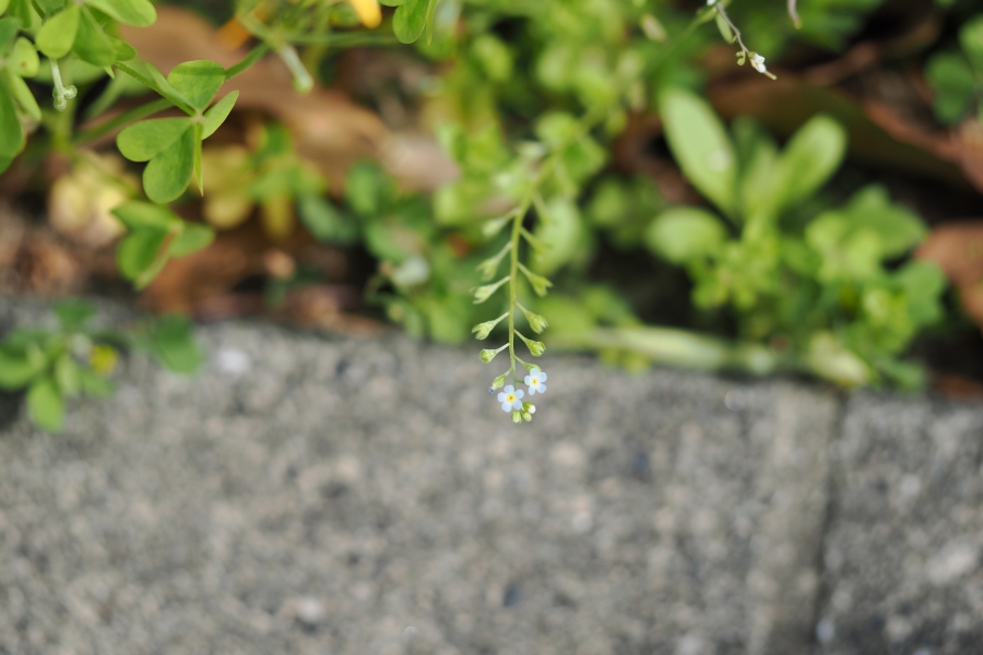 OM SYSTEM OM-1 Mark II + M.ZUIKO DIGITAL ED 60mm F2.8 Macro