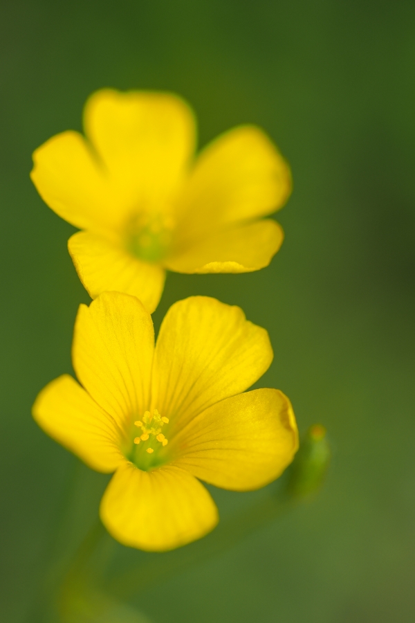 OM SYSTEM OM-1 Mark II + M.ZUIKO DIGITAL ED 60mm F2.8 Macro