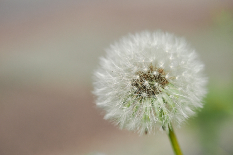OM SYSTEM OM-1 Mark II + M.ZUIKO DIGITAL ED 60mm F2.8 Macro
