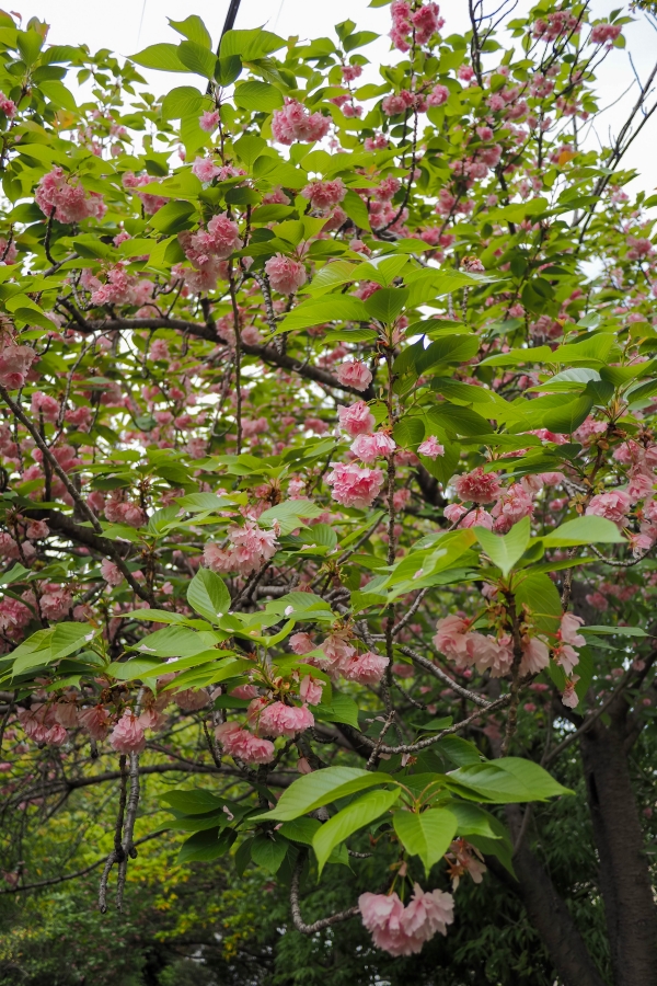 OM SYSTEM OM-5 Mark II + LUMIG G 14mm F2.5 II ASPH