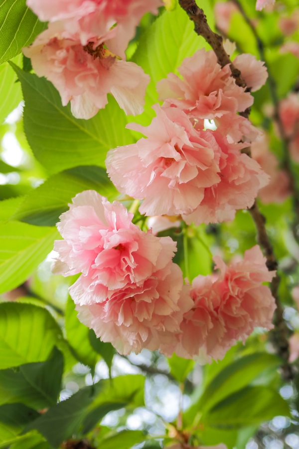 OM SYSTEM OM-5 Mark II + LUMIG G 14mm F2.5 II ASPH