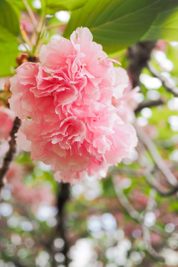 OM SYSTEM OM-5 Mark II + LUMIG G 14mm F2.5 II ASPH