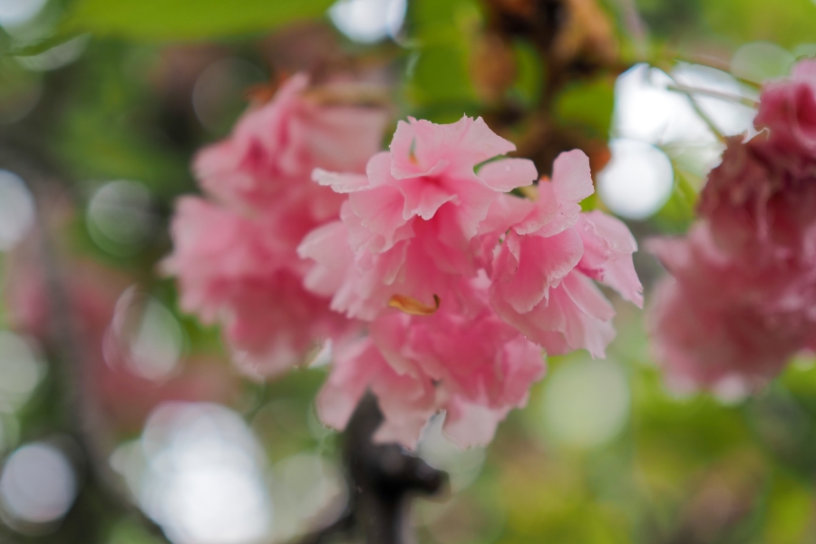 OM SYSTEM OM-5 Mark II + M.ZUIKO DIGITAL 25mm F1.8 II