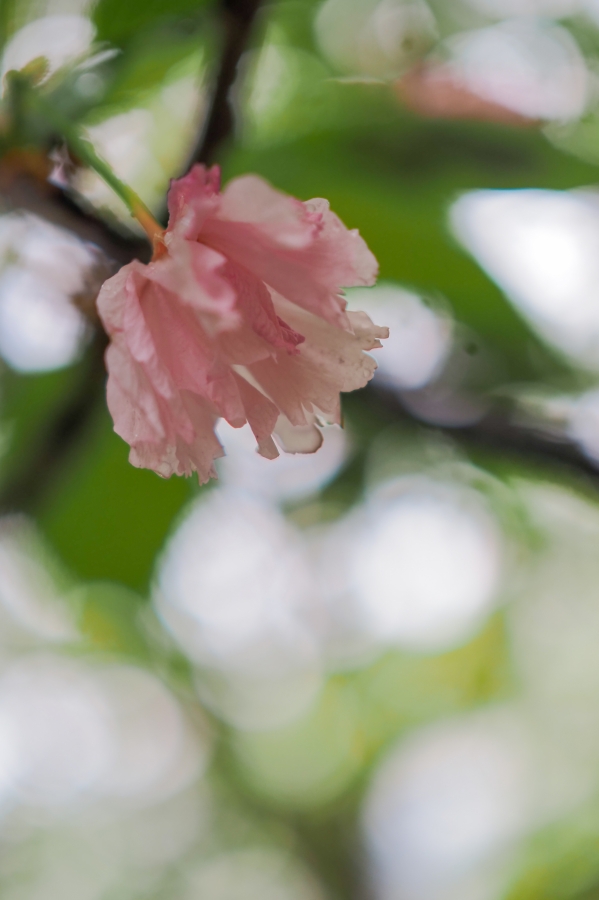 OM SYSTEM OM-5 Mark II + M.ZUIKO DIGITAL 25mm F1.8 II