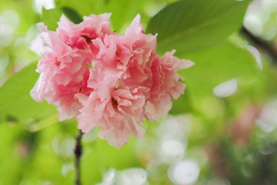 OM SYSTEM OM-5 Mark II + M.ZUIKO DIGITAL 25mm F1.8 II