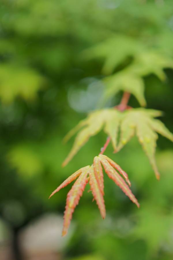 OM SYSTEM OM-5 Mark II + M.ZUIKO DIGITAL 25mm F1.8 II