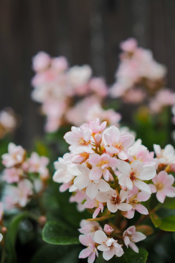 OM SYSTEM OM-5 Mark II + M.ZUIKO DIGITAL 25mm F1.8 II