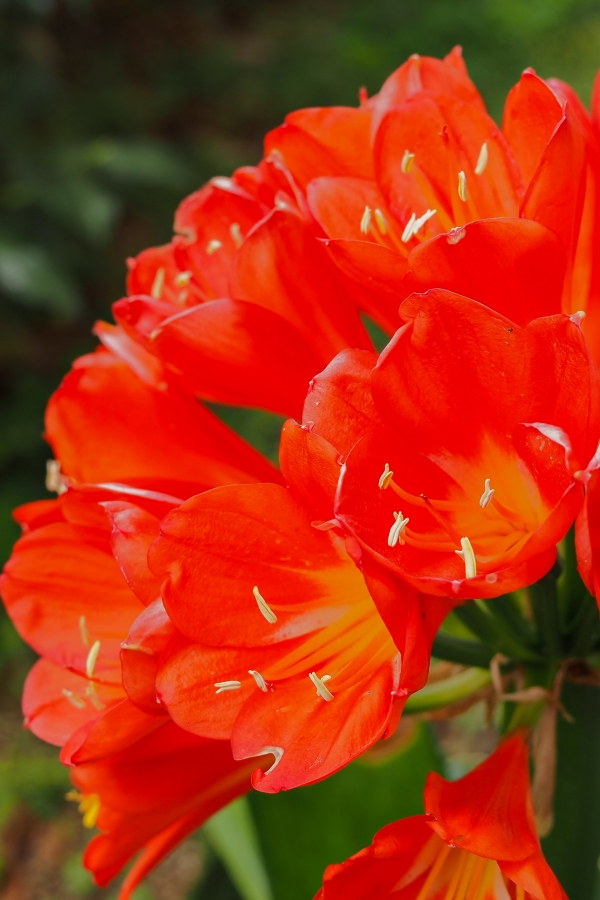 OM SYSTEM OM-5 Mark II + M.ZUIKO DIGITAL ED 12-45mm F4.0 PRO