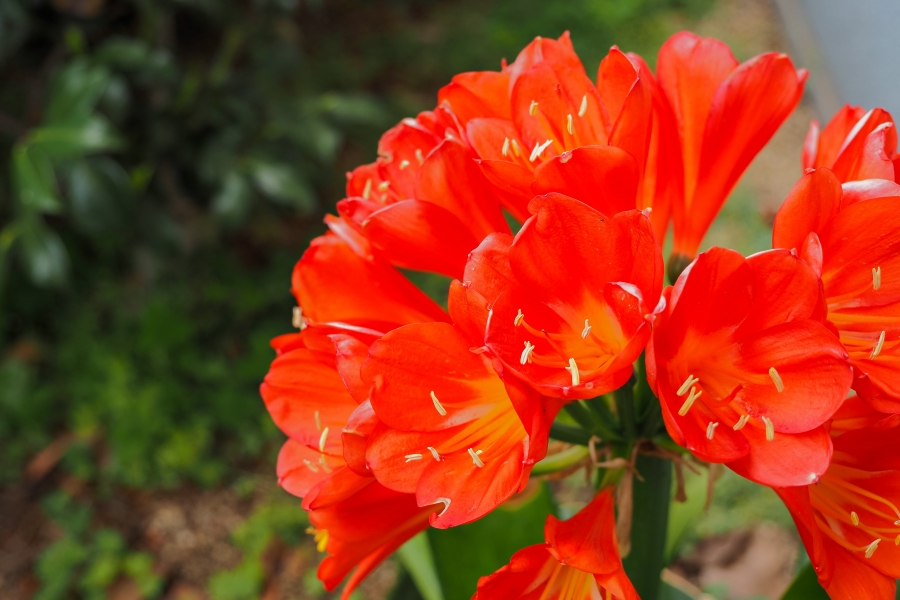 OM SYSTEM OM-5 Mark II + M.ZUIKO DIGITAL ED 12-45mm F4.0 PRO