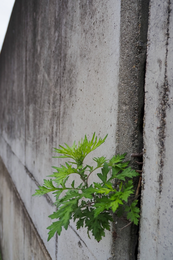 OM SYSTEM OM-5 Mark II + M.ZUIKO DIGITAL ED 12-45mm F4.0 PRO