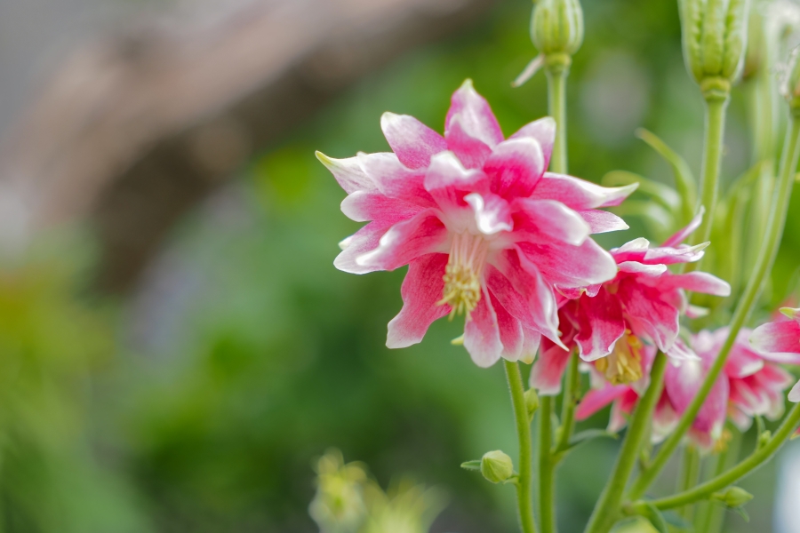 OM SYSTEM OM-5 Mark II + M.ZUIKO DIGITAL ED 12-45mm F4.0 PRO