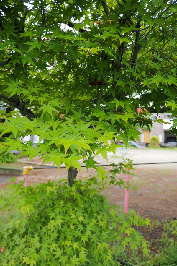 OM SYSTEM OM-5 Mark II + LUMIX G VARIO 12-32mm F3.5-5.6 ASPH. MEGA O.I.S