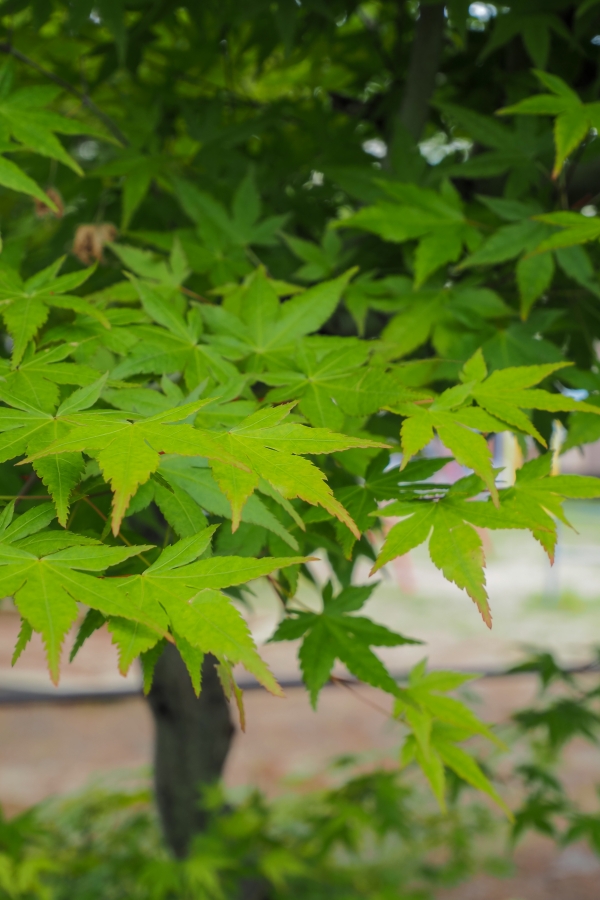 OM SYSTEM OM-5 Mark II + LUMIX G VARIO 12-32mm F3.5-5.6 ASPH. MEGA O.I.S