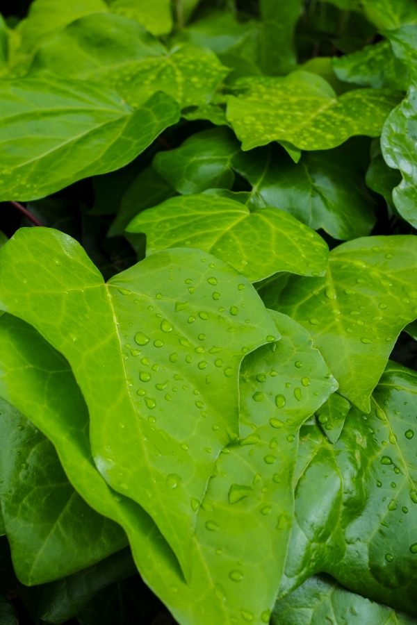 OM SYSTEM OM-5 Mark II + LUMIX G VARIO 12-32mm F3.5-5.6 ASPH. MEGA O.I.S