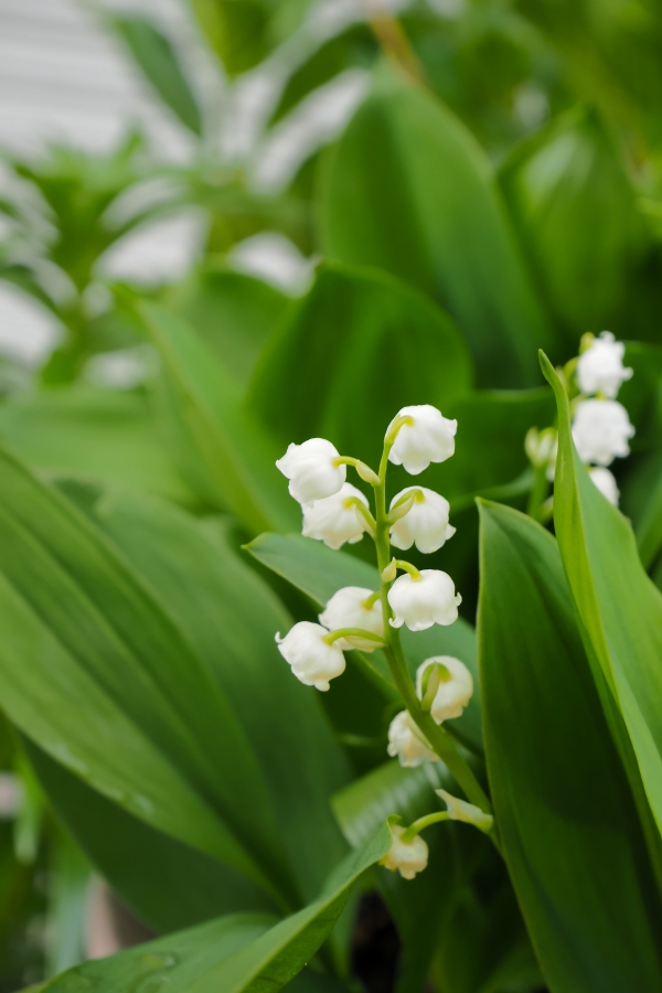 OM SYSTEM OM-5 Mark II + LUMIX G VARIO 12-32mm F3.5-5.6 ASPH. MEGA O.I.S