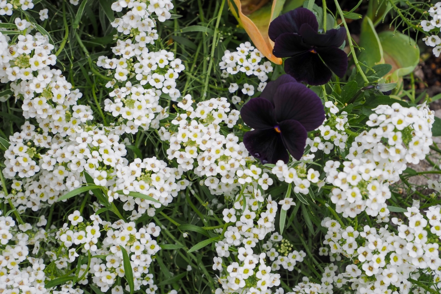 OM SYSTEM OM-5 Mark II + LUMIX G VARIO 12-32mm F3.5-5.6 ASPH. MEGA O.I.S