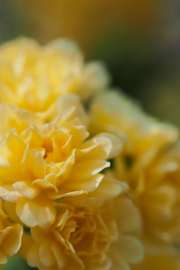 OM SYSTEM OM-5 Mark II + M.ZUIKO DIGITAL ED 60mm F2.8 Macro