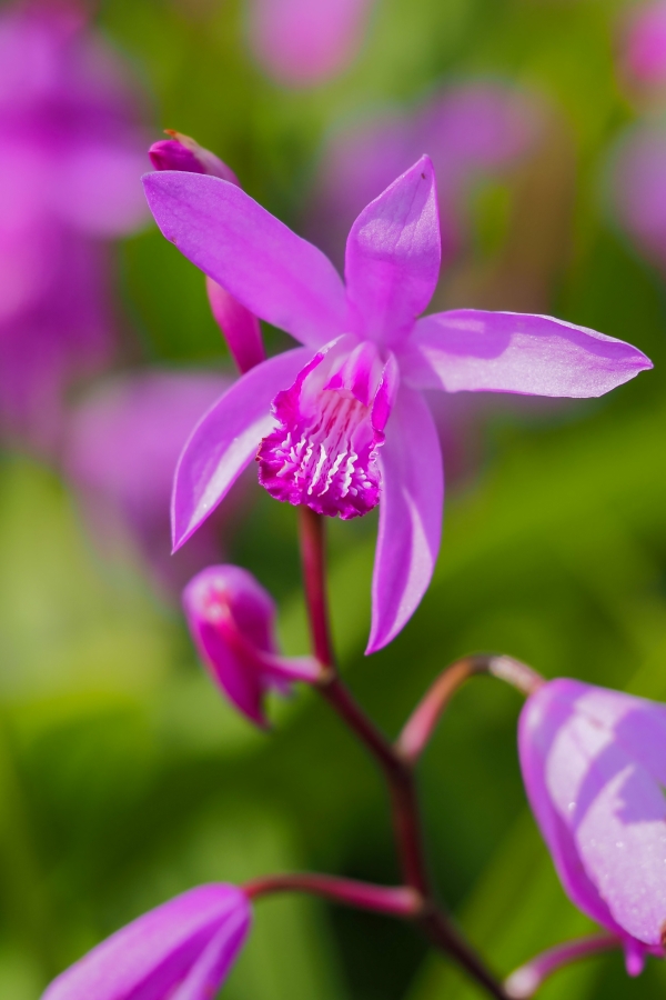 OM SYSTEM OM-5 Mark II + M.ZUIKO DIGITAL ED 60mm F2.8 Macro