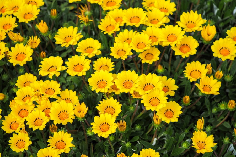 OM SYSTEM OM-5 Mark II + M.ZUIKO DIGITAL ED 60mm F2.8 Macro