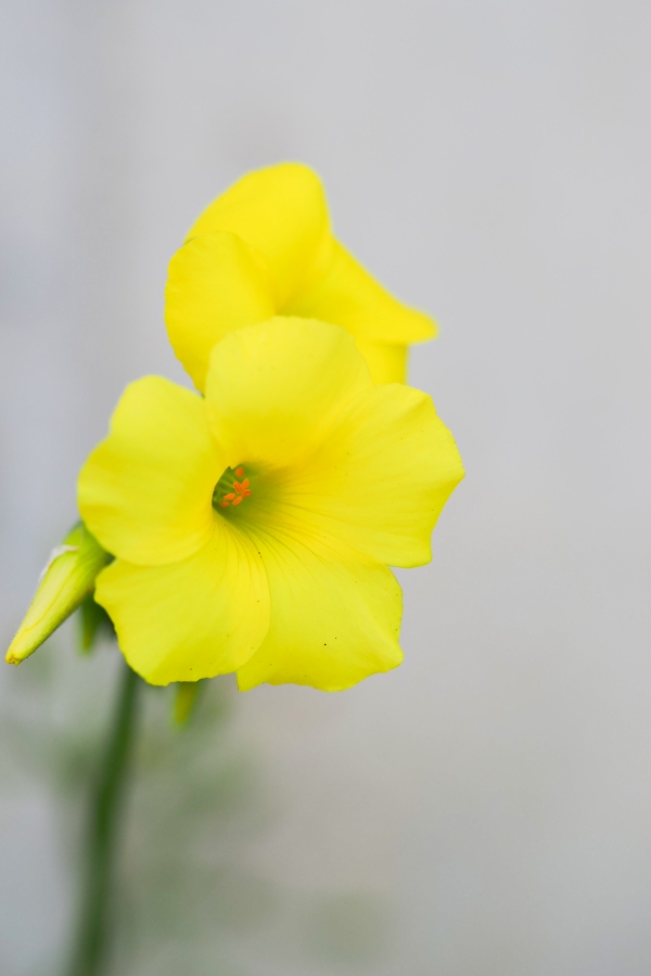 OM SYSTEM OM-5 Mark II + M.ZUIKO DIGITAL ED 60mm F2.8 Macro