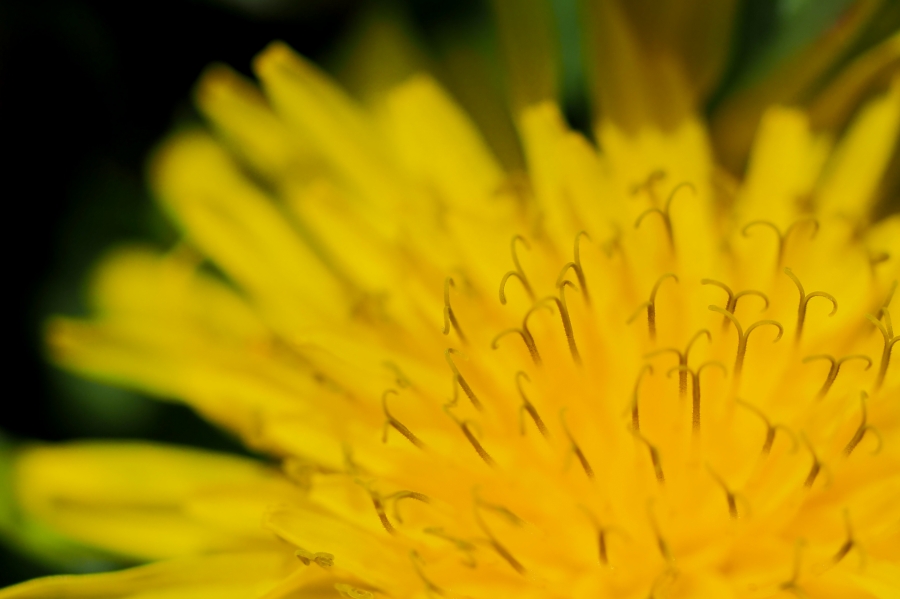 OM SYSTEM OM-5 Mark II + M.ZUIKO DIGITAL ED 60mm F2.8 Macro