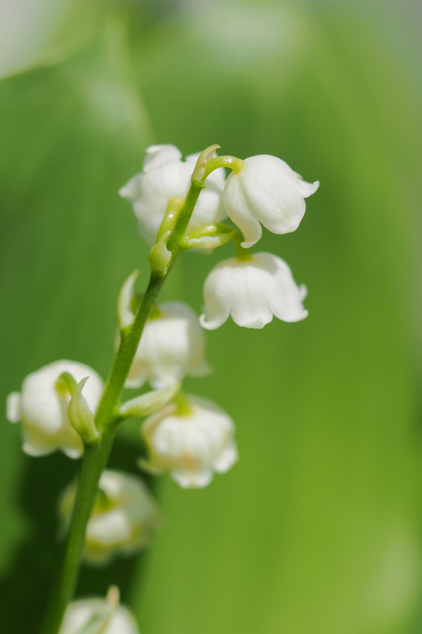 OM SYSTEM OM-5 Mark II + M.ZUIKO DIGITAL ED 60mm F2.8 Macro