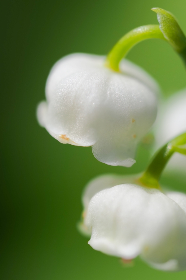 OM SYSTEM OM-5 Mark II + M.ZUIKO DIGITAL ED 60mm F2.8 Macro