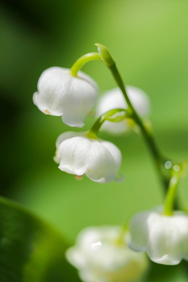 OM SYSTEM OM-5 Mark II + M.ZUIKO DIGITAL ED 60mm F2.8 Macro