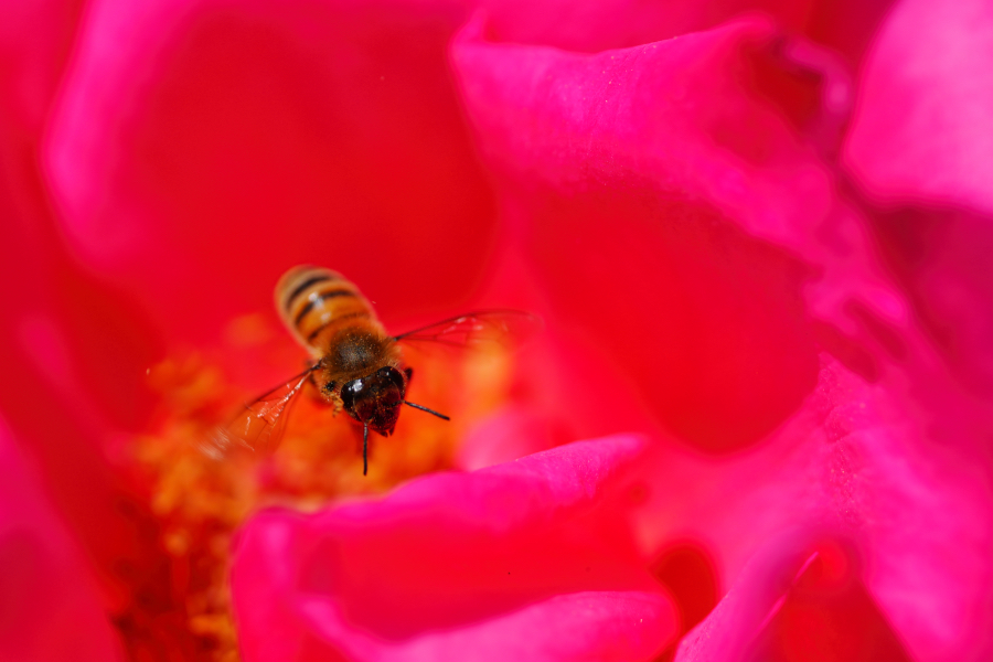 SONY α1 II + FE 100mm F2.8 Macro GM OSS