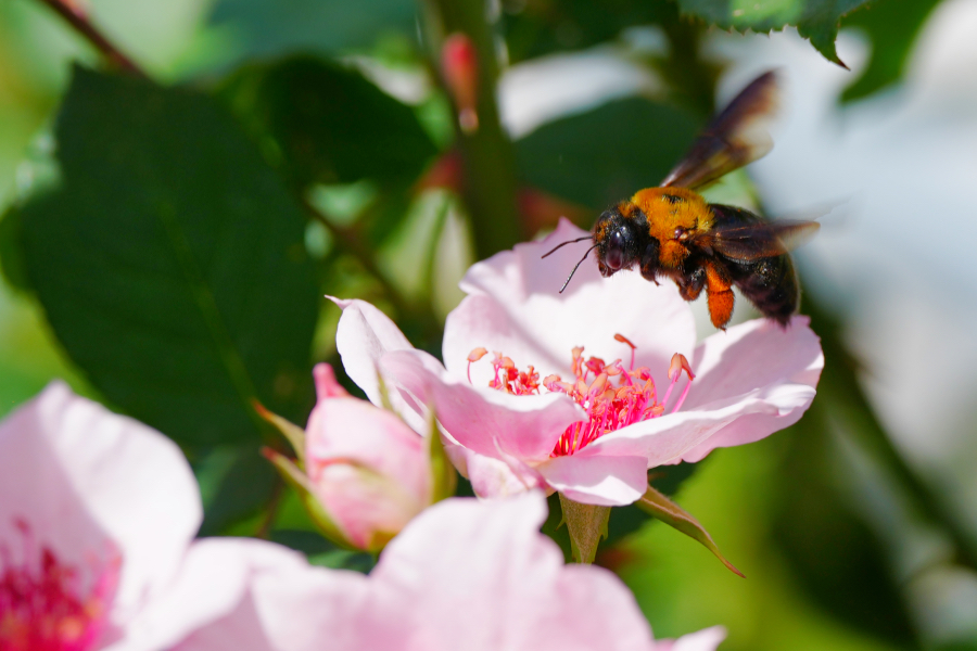 SONY α1 II + FE 100mm F2.8 Macro GM OSS