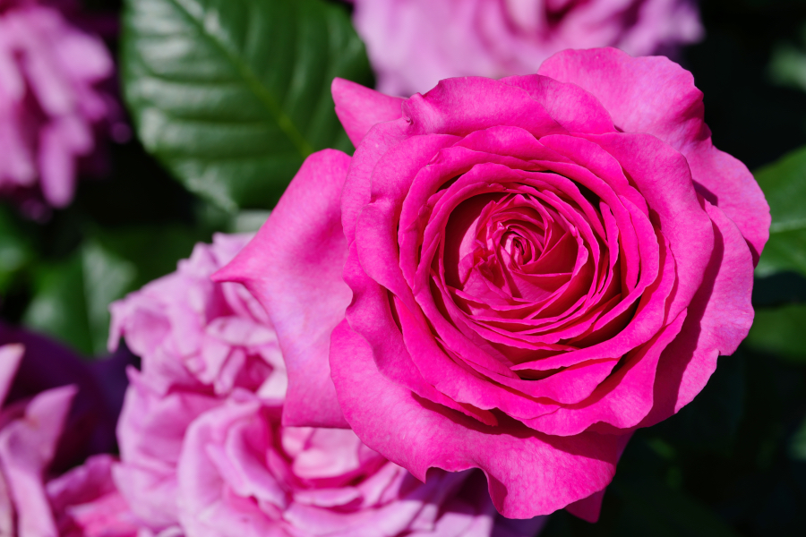 SONY α1 II + FE 100mm F2.8 Macro GM OSS