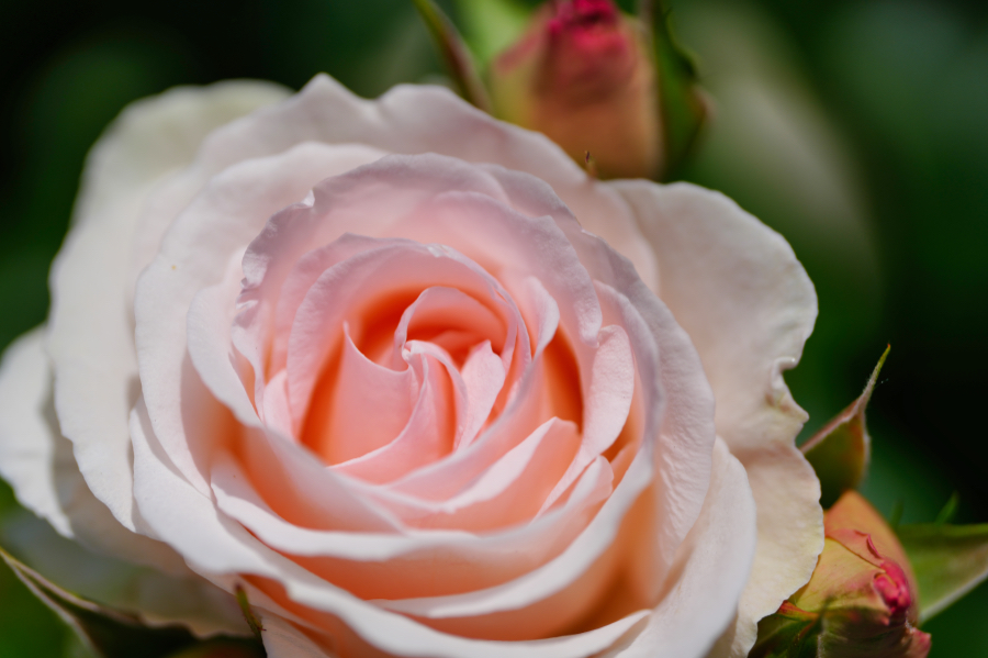SONY α1 II + FE 100mm F2.8 Macro GM OSS