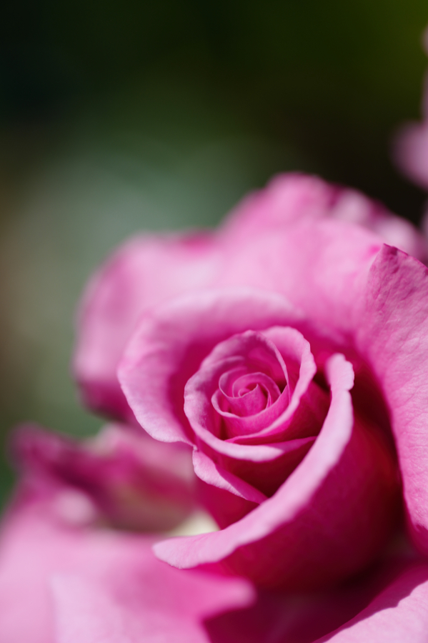 SONY α1 II + FE 100mm F2.8 Macro GM OSS